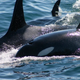 Illustration for article titled Why Are Killer Whales Suddenly Hunting Humpbacks?